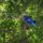 Madarak_14_505612_56341_t