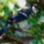 Madarak_19_505617_94105_t