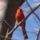 Madarak_22_505620_75242_t