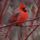 Madarak_23_505621_41765_t