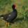 Madarak_24_505622_13400_t