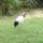Madarak_25_505623_68978_t