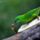 Madarak_26_505624_53383_t