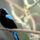 Madarak_27_505625_58516_t