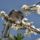 Madarak_30_505628_26261_t