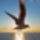 Madarak_3_505601_56048_t
