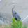 Madarak_6_505604_72109_t