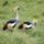 Madarak_7_505605_26280_t