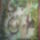 Madonna_505845_12883_t