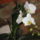 Phalaenopsis-001_550002_60328_t