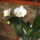 Phalaenopsis_550003_56211_t