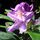 Rod13_55411_846736_t