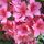 Rod15_55413_483263_t