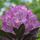 Rod18_55416_481065_t