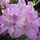 Rod20_55418_732068_t