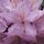 Rod21_55419_457547_t