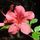 Rod23_55421_702918_t