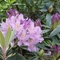 rododendron1