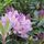 Rododendron1_55434_317317_t