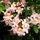 Rododendron2_55436_797418_t