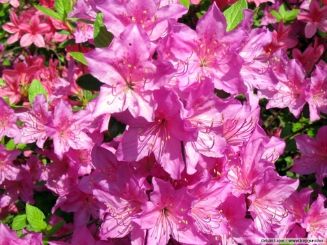 Rododendron3