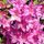 Rododendron3_55492_722560_t