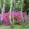 Rododendron 10