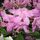 Rododendron_12_55495_206457_t
