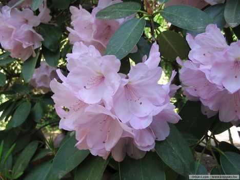 Rododendron 16