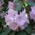 Rododendron_16_55493_549516_t