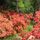 Rododendron_7_55500_492048_t