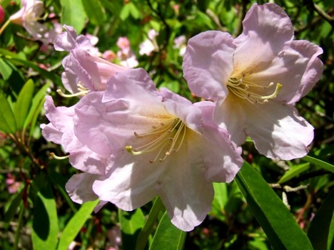 rózsaszin rododendron
