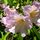 Rozsaszin_rododendron_55438_523524_t