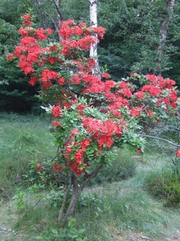 virágzó rododendron1