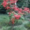 virágzó rododendron1