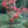 Viragzo_rododendron1_55440_237735_t