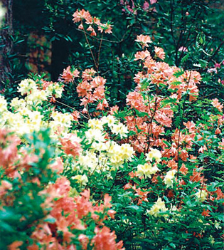virágzó rododendron