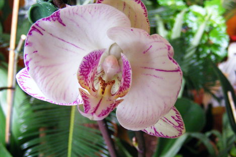 Aphrodite Orchidea  / másodjára virágzik/