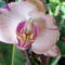 Aphrodite Orchidea  / másodjára virágzik/