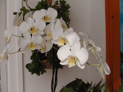 orchidea