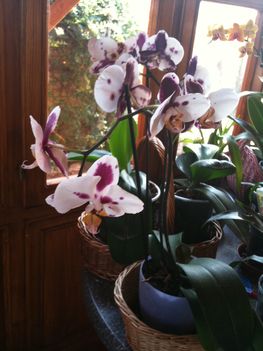 ........Orchidea