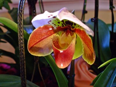 Orchideák 10