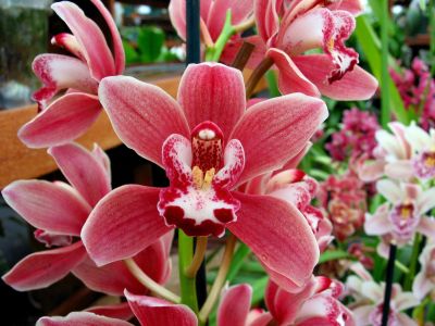 Orchideák 11