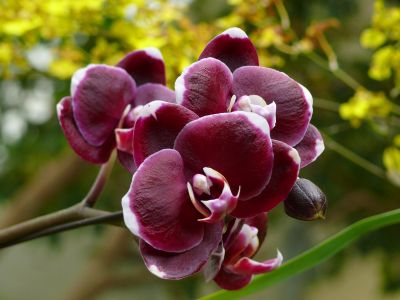 Orchideák 13