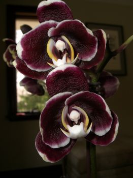Orchideák 8