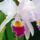 Orchideak_9_562112_57401_t