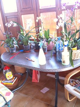 Orchideák vegyesen