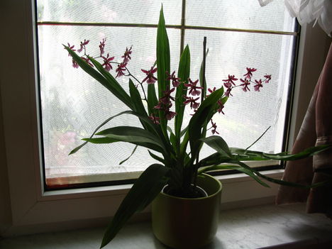 Sné Anikó illatos orchideája