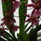 Sné Anikó orchideája