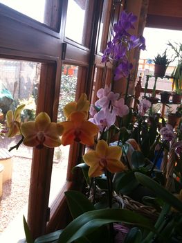 Vegyes Orchideák